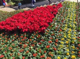 昆明海埂大坝用花