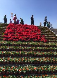 昆明海埂大坝用花