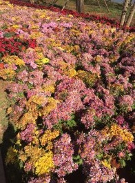 云南古滇王国旅游景区用花