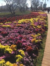 云南古滇王国旅游景区用花