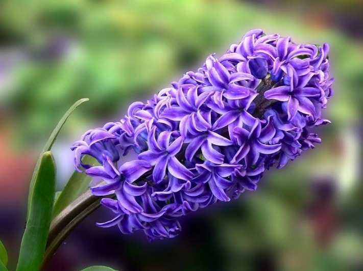 风信子的繁殖方式及栽培方法