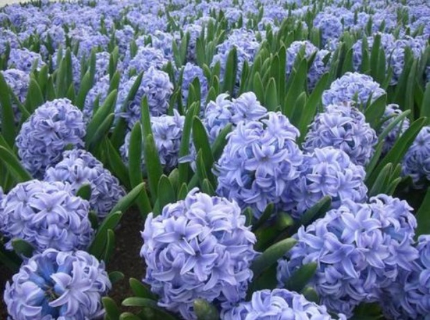 风信子的病虫害及其防治方法