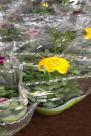 花毛茛（洋牡丹）