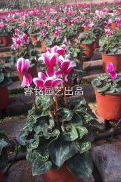 仙客来