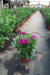 南非万寿菊