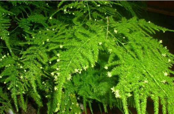 文竹夏天放浴室可以吗？