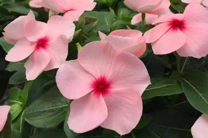 长春花怎么养，长春花的养殖方法和注意事项,控制浇水量
