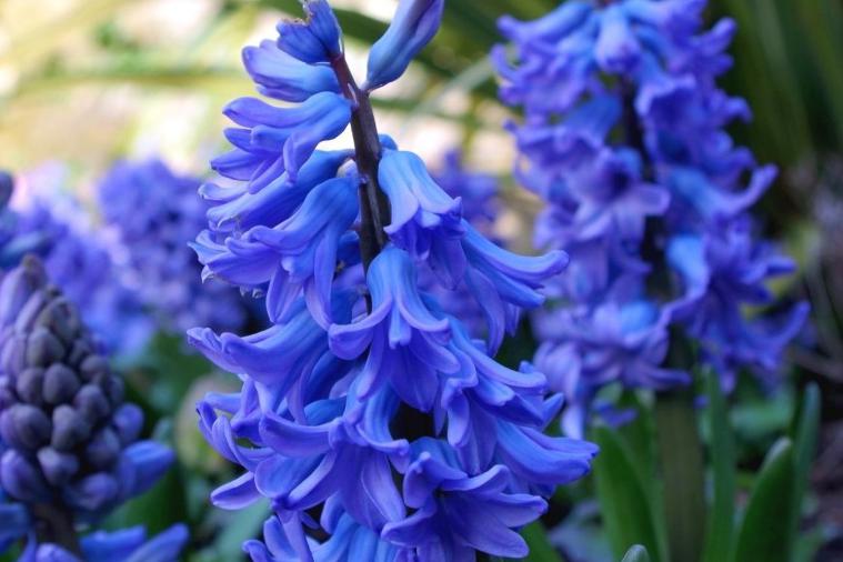 风信子有毒吗，风信子可以放在卧室吗