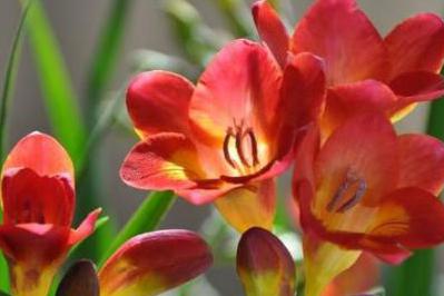 香雪兰怎样才能开花