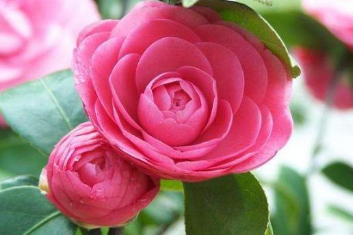 茶花适合什么盆养好