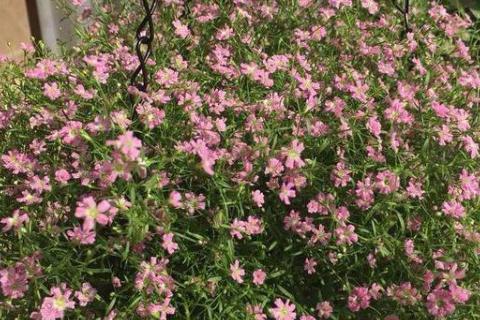 满天星的养护方法 蓝色满天星和粉色满天星的区别