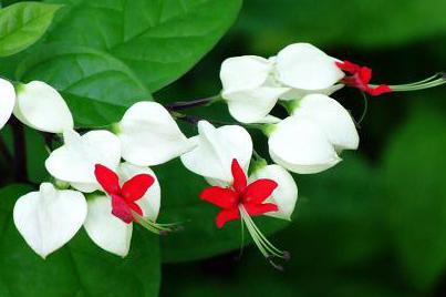 龙吐珠的修剪方法