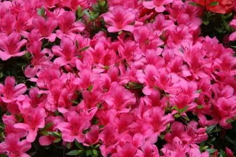 杜鹃花怎样能让枝子长得粗壮