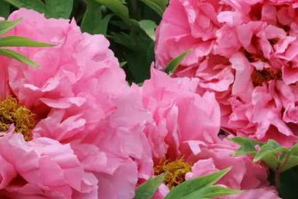 牡丹带土球移栽好吗 带土球移栽的牡丹可以浇水吗