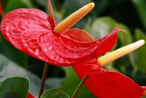 红掌要怎么养才会爆棚 