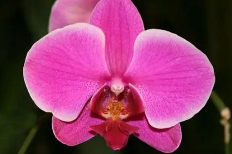 蝴蝶兰最简单的养殖方法