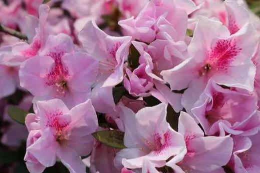 杜鹃花花瓣枯萎的原因