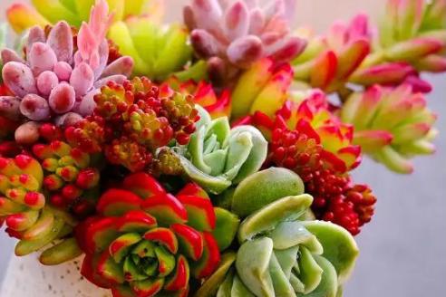 室内多肉植物怎么种的方法