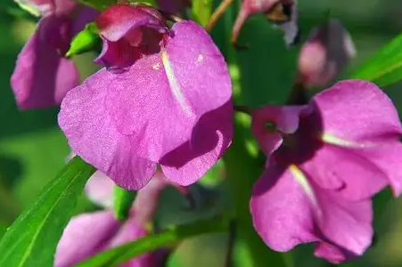 凤仙花不开花的原因