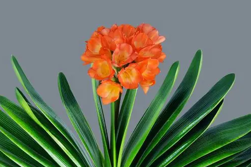 君子兰栽培用树叶还是要加土好