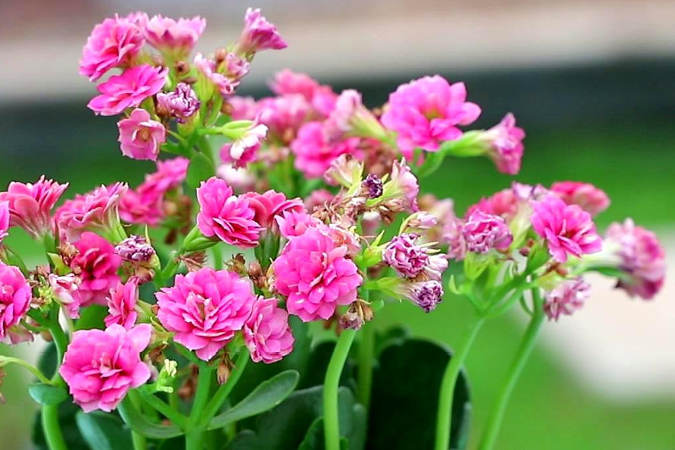 长寿花施肥要掌握技巧，它生长才旺盛开花才多