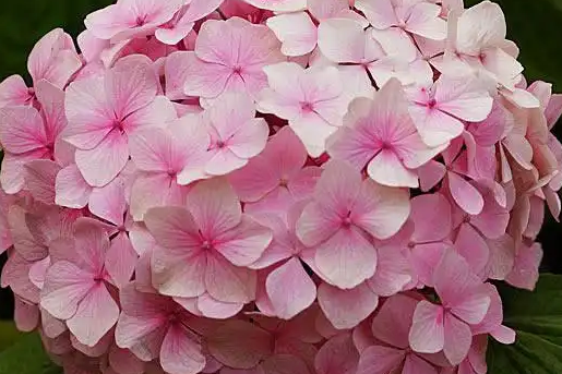 绣球花叶子发黑怎么办，叶子发黑原因分析（4种）