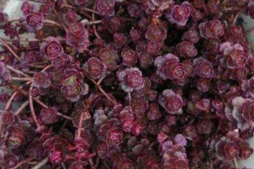 变色玫瑰怎么养殖方法