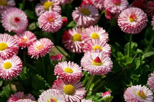 怎么在阳台养小雏菊？