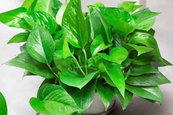 土培绿萝根系太多怎么办？