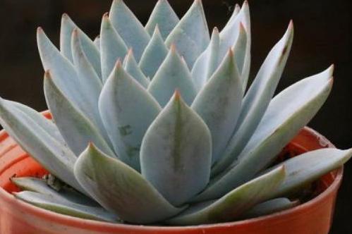 新手种植多肉需要注意哪些事项