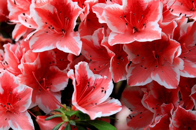 室内杜鹃的养殖方法和注意事项