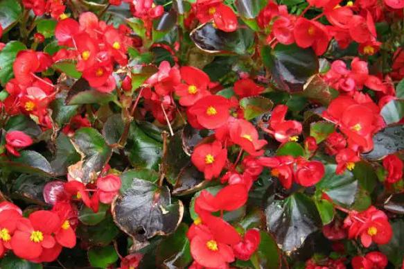 四季海棠花的养殖方法和注意事项