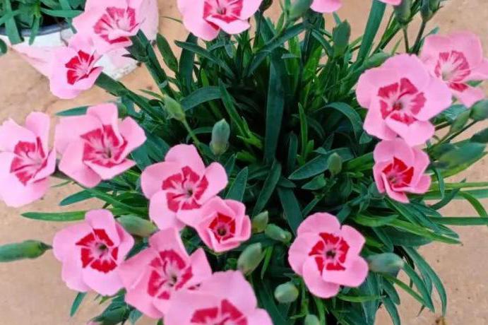 春风化雨，馨香漫漫