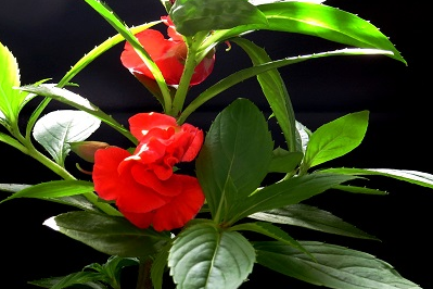 凤仙花的功效与作用