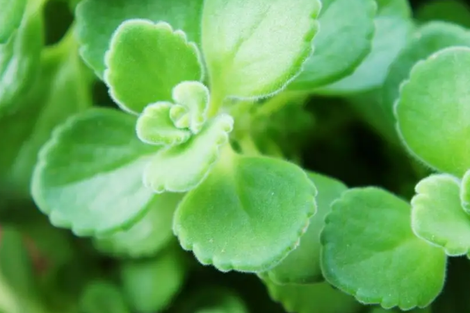 碰碰香的养护方法和食用价值介绍