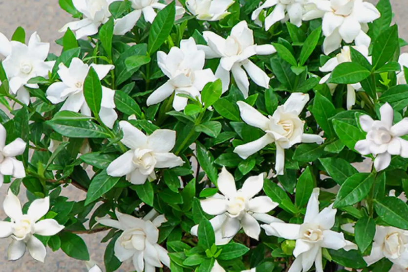 栀子花什么时候开花 栀子花冬天怎么养