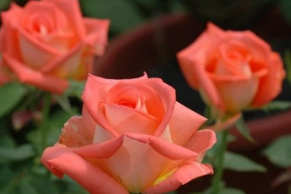 多季玫瑰怎么管理，多季玫瑰田间管理技术