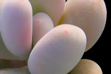 盆栽多肉植物烂叶怎么办？