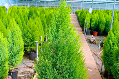 有些人养花总是死是有原因的，掌握这些种植花卉的诀窍，想死都难