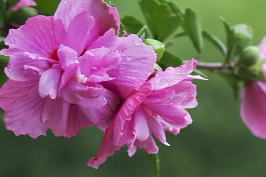 不花一分钱就能学到的木槿整形技术，真的很实用哦！