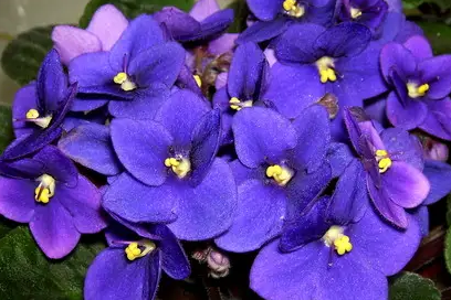 适合养室内的几种开花盆栽，养窗边每天给点散射光，就能经常开花