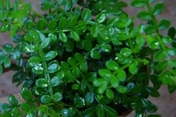 自带香味的4种“树”，花香、叶子香，养花人都喜欢