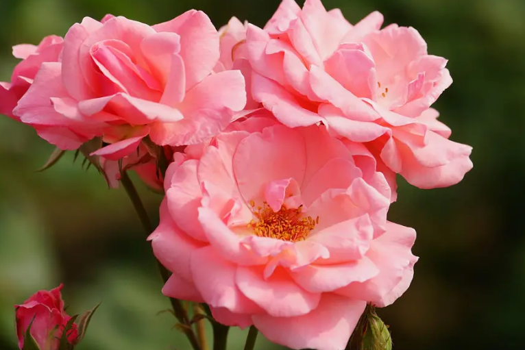 盆栽月季花的养殖方法