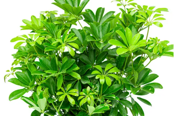 盆栽枯萎了怎么办？