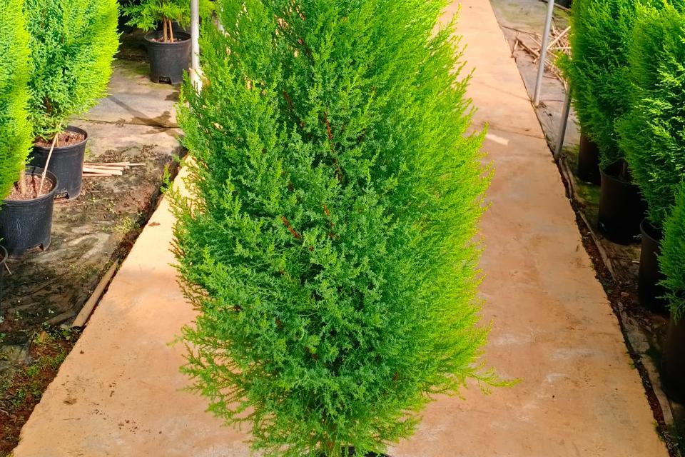 带香味的圣诞树，家里养一棵，芬芳满室，净化空气，提神醒脑