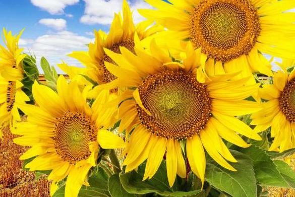 向日葵的种植方法和时间