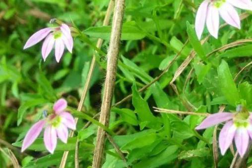 半边莲是冬天最适合养的花，花期很长，一开就是好几个月