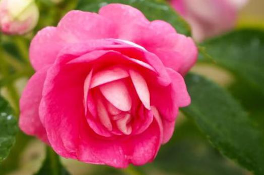 玻璃翠冬天怎么养？