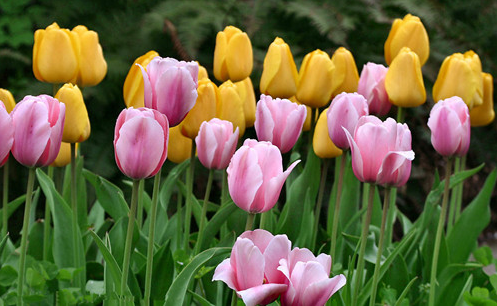 郁金香开花时间，郁金香开花后怎么处理