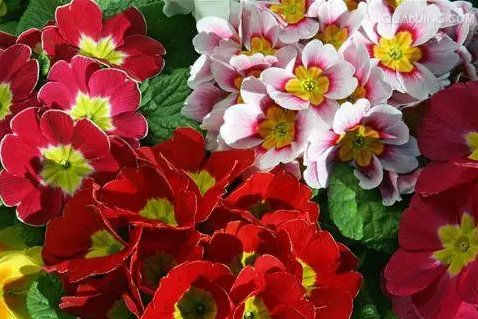 报春花能过冬吗（报春花适合在室外养?）